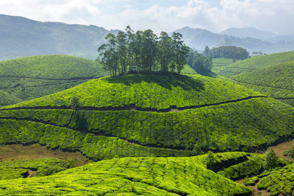 Limalgot tea plantation in the mountains in the region of the Philippines. Campuhan highland tea plantation landscape.